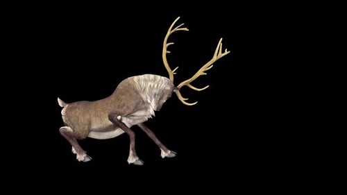 Reindeer Die Idle
