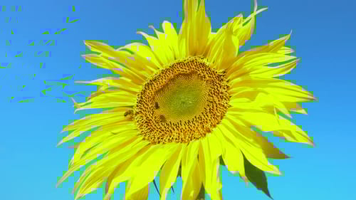 Bee gathering pollen from sunflower in field. Field of sunflowers. Sunflower swaying in the wind.