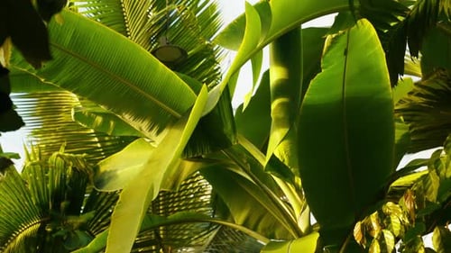 Tiltaufnahme von Bananen- und Palmblättern