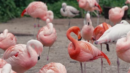 Flamants roses vibrants debout en troupeau, habitat faunique, oiseaux vivants, nature exotique