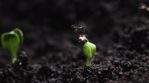 Growing Plants Time Lapse Green Vegetables Sprout Slowly Growing From Soil Nature Spring Concept