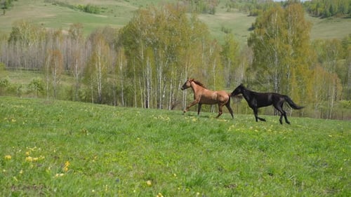 Sorrel and Black Horses Run Fast Along Blooming Meadow