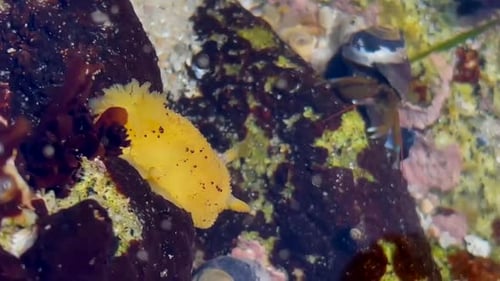 Yellow nudibranch (sea slug) underwater.