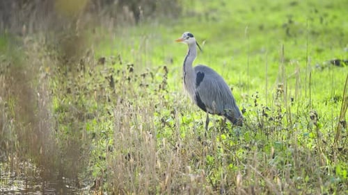 Graureihervogel, der im langen Gras am Flussufer steht und schreitet.