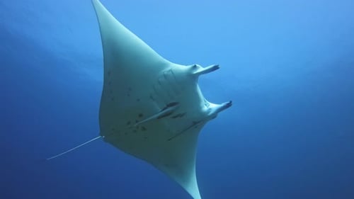 Magnificent Manta Ray Swimming in the Clear Blue Ocean