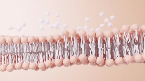 Phospholipid Bilayer and Molecule Movement Medical Animation