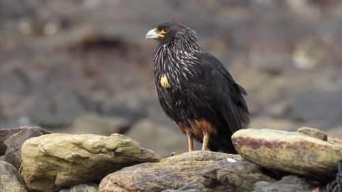 Gestreifter Caracara