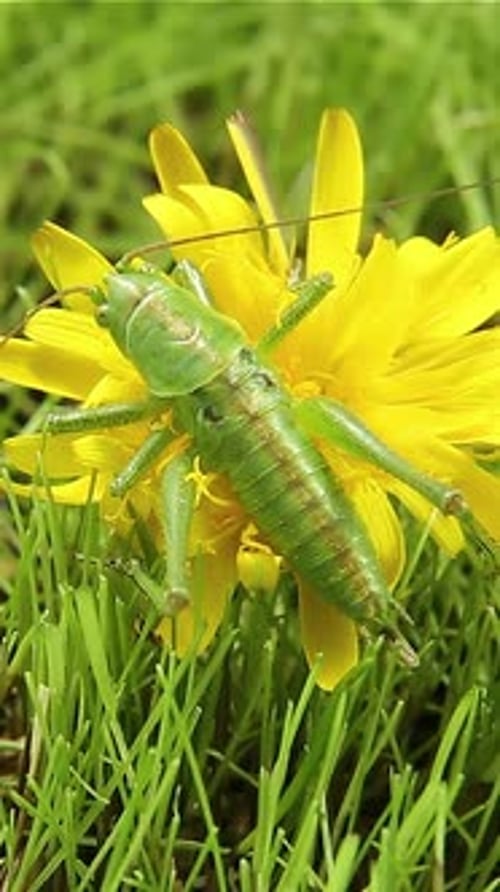 A Grasshopper Sits on a Taraxacum Plant An Insect on a Blooming Flower