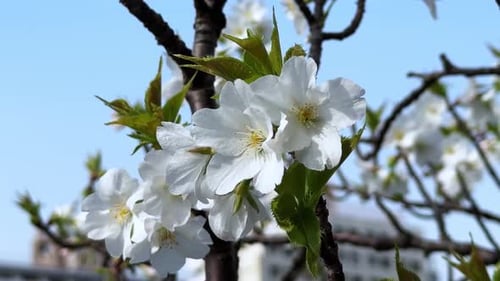 Cherry blossoms blooming on a tree in Tokyo during the spring season under clear skies