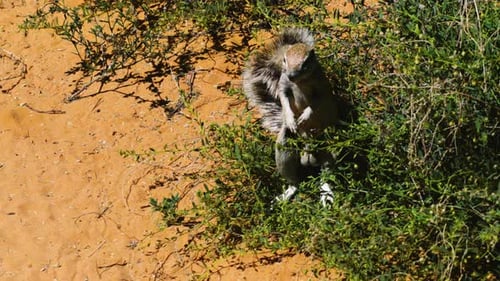 South African Ground squirrel upright on hind legs scanning surroundings. Then drops down on all fou