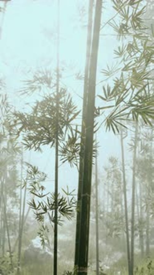 Cluster of Bamboo Trees in Forest Vertical