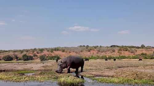 Hippopotamus In River At Chobe National Park In Kasane Botswana.