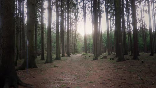 The sun shining through the dark forest. Traveling through nature leading to improved fitness and a