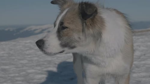 a dog on a winter mountain. shot by Lumix GH5