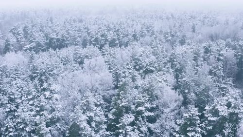 Beautiful Snowy White Forest In Winter Frosty Day