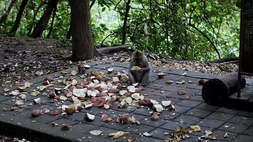 Monkeys in the Forest Eat