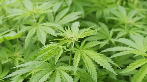 Medicinal Cannabis bushes close up outdoors. Young plant tops close up.