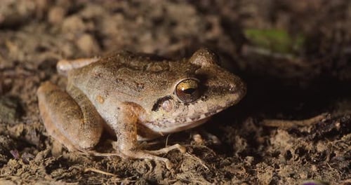Small brown frog sits motionless, camouflaged on jungle floor in Tambopata, Peru.