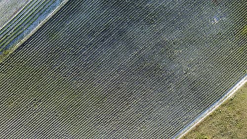Aerial Lavender Fields