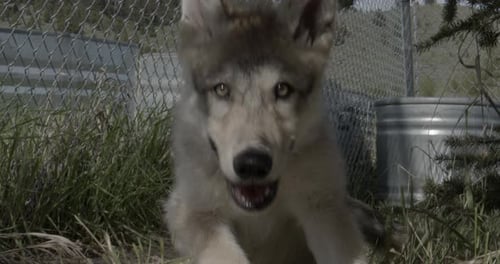 Baby gray wolf in wolf sanctuary coming to say hello.