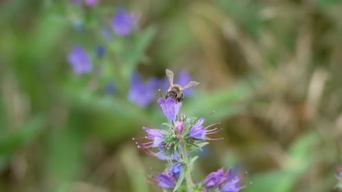 Bee Pollinating Purple Flower in Close-Up Shot