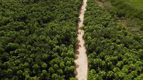 Motorcyclist rides along dirt road with lush palm jungle through dense tropical forest in Tulum, Mex