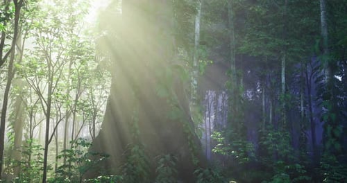 Sunlight Filters Through Trees in a Misty Forest at Dawn