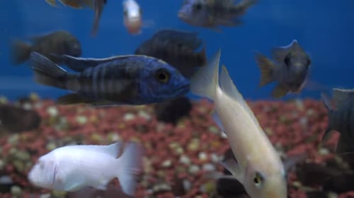 Aquarium Fish in Water Close Up