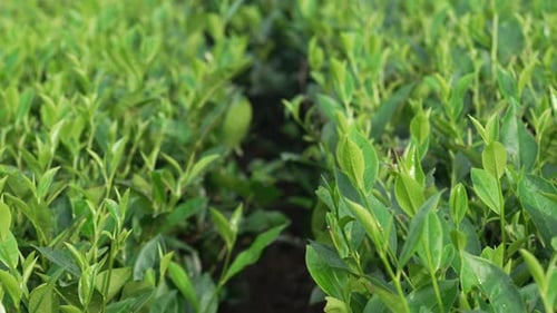 Close-up of fresh green tea leaves glowing under warm sunlight in Vietnam.