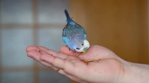 Blue Parakeet Eating Seeds From Hand Indoors