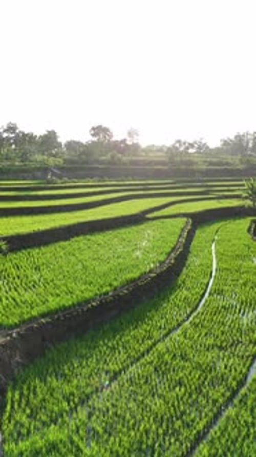 Aerial shot of green rice field terrace