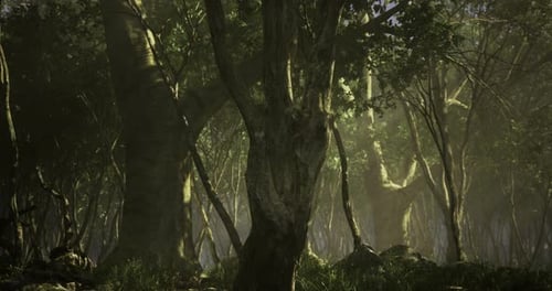 Enchanted Forest Bathed in Golden Sunlight at Dawn Reveals Natures Splendor