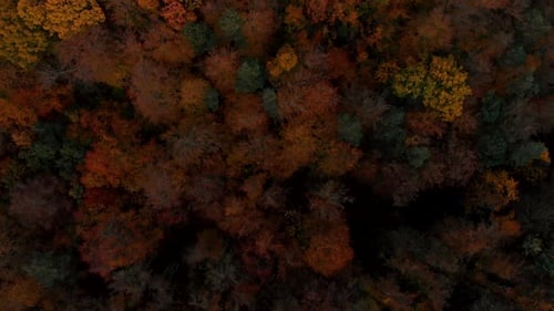 Aerial footage over autumn trees, forest when leaves change color, top view of the autumn forest