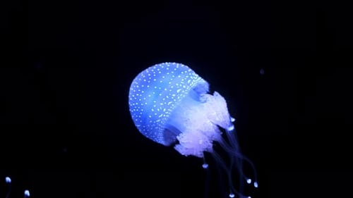 Glowing Bioluminescent Jellyfish Floating in the Deep Ocean