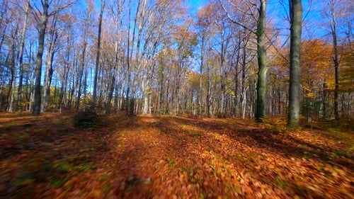 FPV Flight Through Autumn Forest