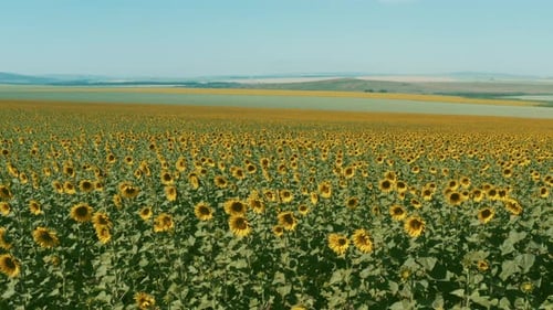 Aerial Shot Of A Sunflower Field