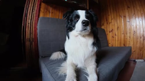 Black and White Border Collie Sitting on Couch