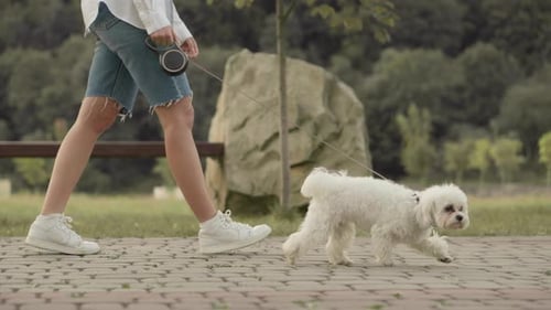 Young Woman and Dog on a Leash in the Park in Summer A Girl Walks Her Dog Along the Path Summer