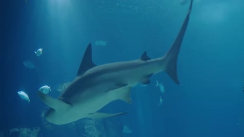 Shark Swimming Underwater With Fish in a Peaceful Aquarium Environment