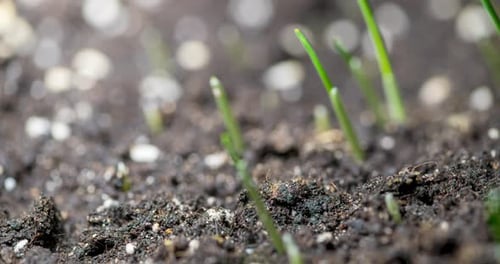 Grass Seedlings Emerging and Growing in Time-Lapse