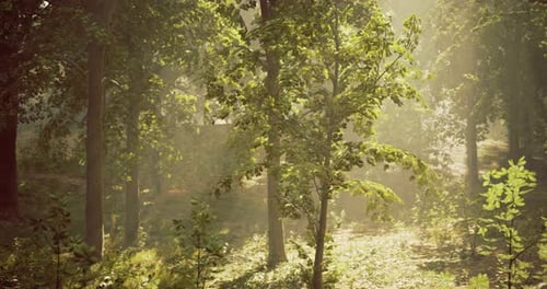 Sunlight Filters Through Trees in a Serene Forest During Golden Hour