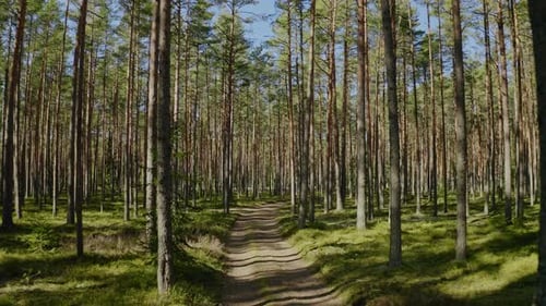 Beautiful forest trail. Smooth aerial view that follows a path in a pine forest in the summer. Natur