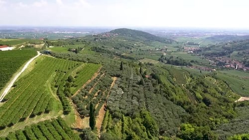 Verdant Vineyards and Farmland Aerial View
