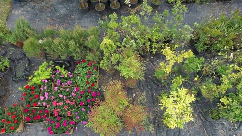 Aerial View of Potted Plants and Flowers