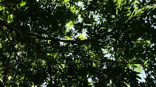 Tropical Leaves Forest Under Sunlight In Beautiful Nature Landscape