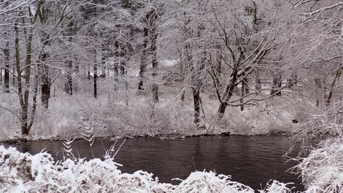 Winter forest covered in snow with calm stream flowing
