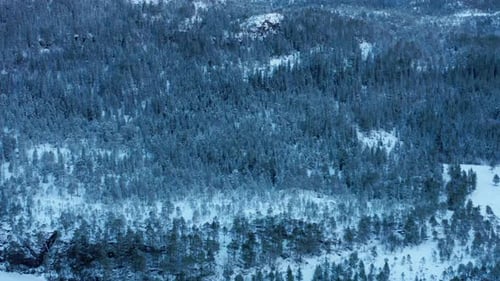 Panoramic Aerial View Of Dense Conifer Forest In Winter Mountains.