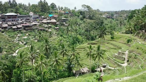 A view of rice fields and the green nature of summer farms in Bali. Indonesia