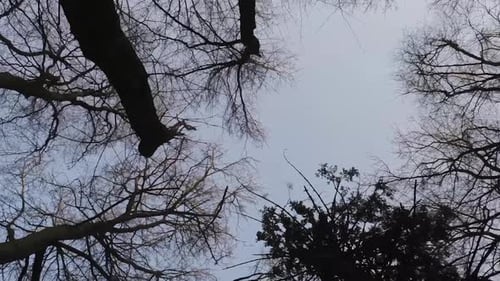 Bare Tree Tops Seen From Below