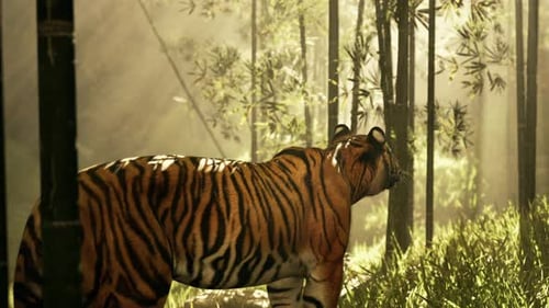 Tigre au milieu d'un fourré de bambous gelé alors qu'il renifle et écoute une carrière
